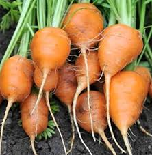 250 Parisian Carrot Seeds | Heirloom Non-GMO Round Carrots | Daucus carota for Containers & Raised Beds