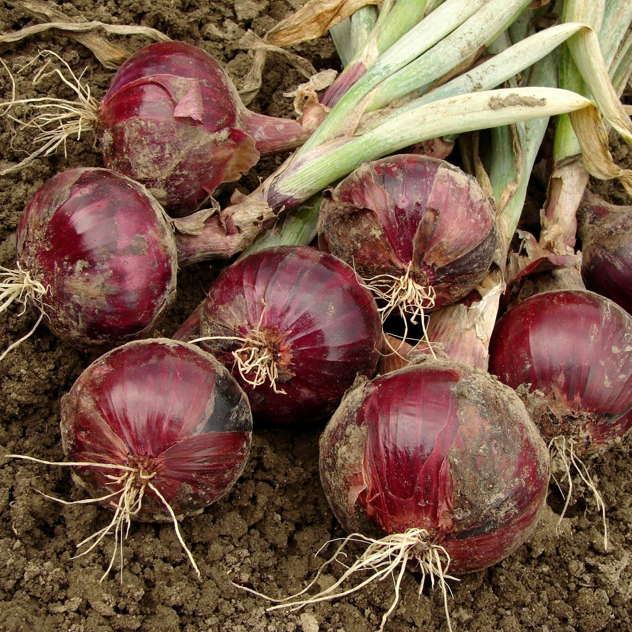 Red Onion Seeds, Short Day, Allium cepa, 70 Seeds for Home Garden, Mild, Sweet, Vibrant Red Bulbs, Early Spring Planting