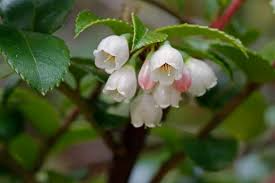 Vaccinium ovatum Evergreen Huckleberry Cuttings - 6 Pack Native Shrub for Woodland Garden & Landscape