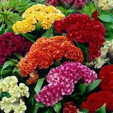 500 Seeds Celosia Cristata Mixed Cockscomb Non-GMO Dried Flowers for Arrangements & Garden Blooms