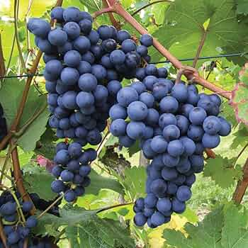 Cold Hardy Grape Vine Cuttings, Vitis spp., Perennial Fruit, Easy to Root, Cold Tolerant for Garden and Vineyard