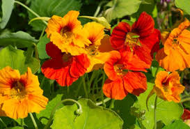 Nasturtium Seeds Tall Mix - Edible Flowers, Vibrant Colors, Heirloom Non-GMO, Culinary & Garden Use