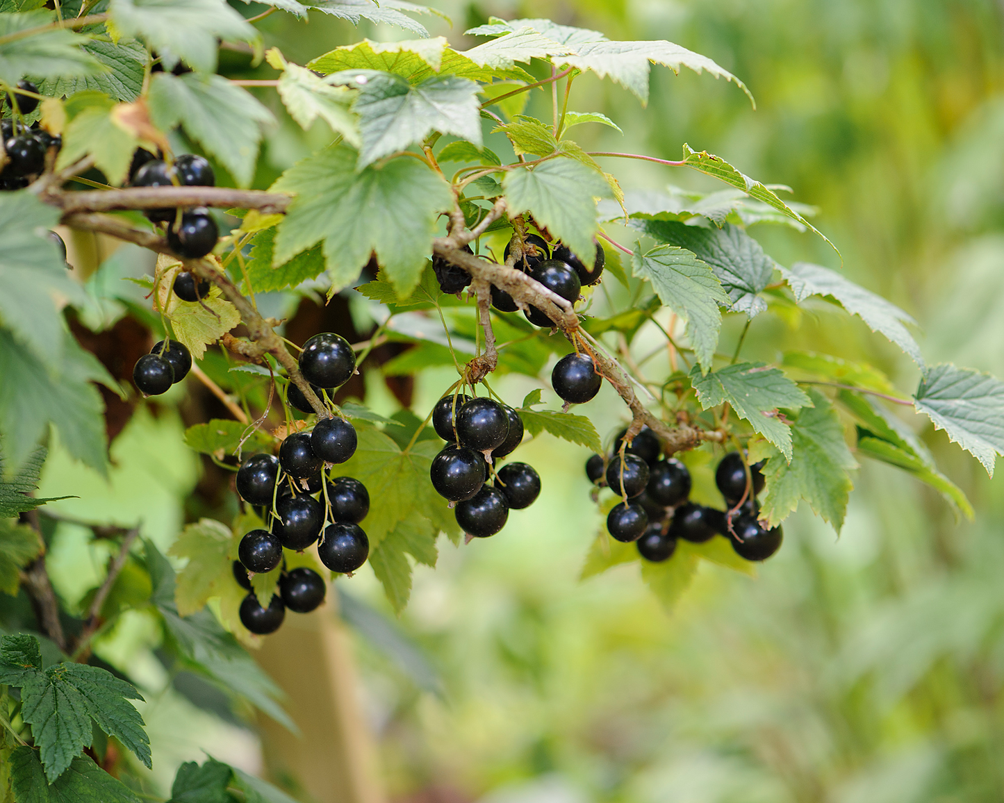 Black Currant Cuttings - 10" Ribes nigrum Fruit Bush Propagation, Edible Berry Plants, Zone 3-8