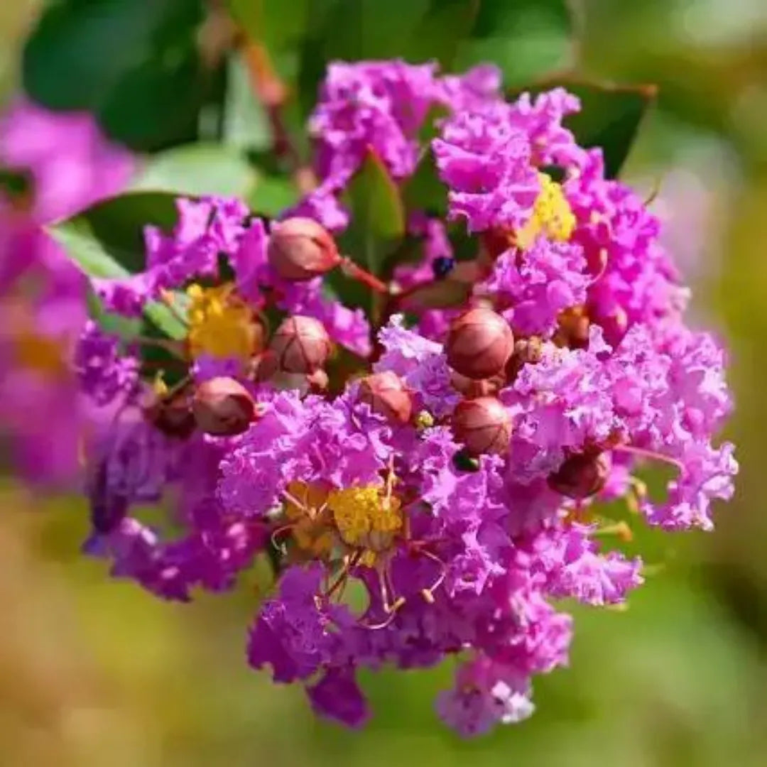 Purple Crape Myrtle Unrooted Cuttings 6-8" Lagerstroemia indica Light Purple Blooms Garden Plant