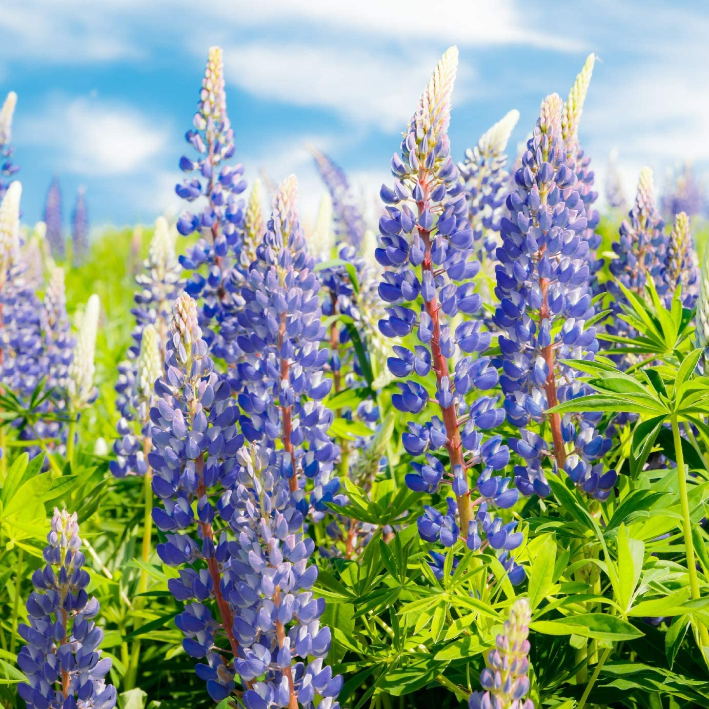 Lupine Perennial Seeds Blue Flower | 25 Seeds | Lupinus perennis | Hardy Pollinator-Friendly Plant