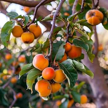 American Persimmon Tree - Diospyros virginiana, Bare Root 12-24 Inches, Edible Orange Fruit, Native Fruit Tree for Yards & Landscapes