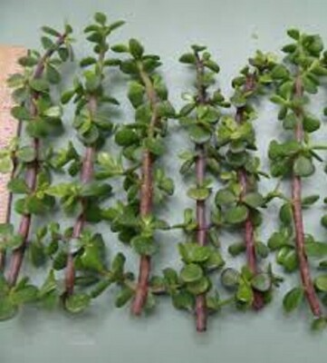 Elephant Bush Dwarf Jade Cuttings 11-Pack, Portulacaria Afra, Green/Red Stems, Unrooted Succulent for Propagation, Easy Care