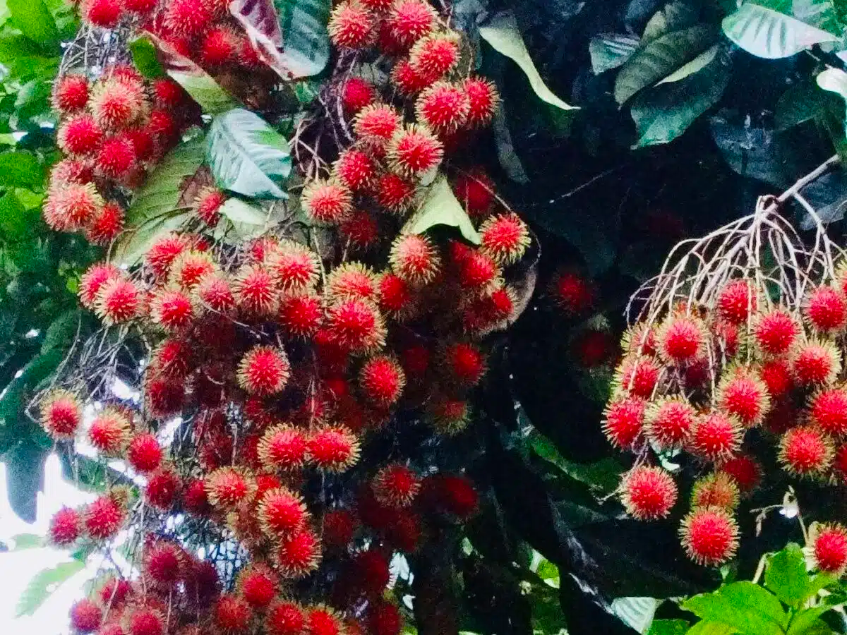 Rambutan Cuttings - 5-6 Inch Nephelium lappaceum Tropical Fruit Tree Grafting Stock