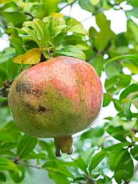 White Pomegranate Cuttings 8-10" | Organic Punica Granatum | Rare Fruit Tree for Propagation & Garden