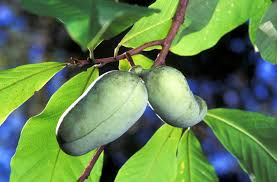 5 Pawpaw Trees - Asimina triloba Bare Root Live Trees 6–8" for Edible Landscaping & Food Forests