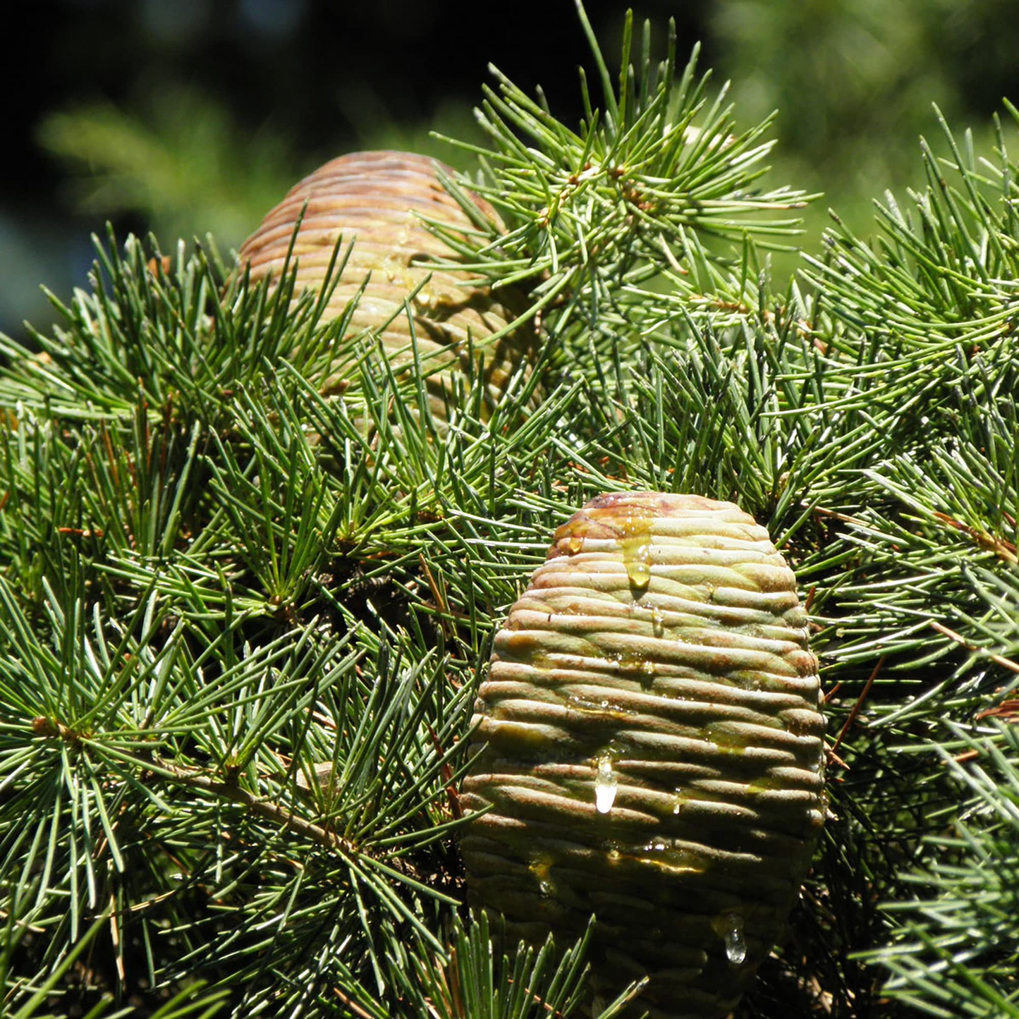 Cedrus Libani Seeds, Evergreen Conifer Tree, Drought-Tolerant, Mediterranean Landscape & Garden Planting