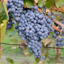 Thomcord Seedless Grape Cuttings - 5 Pack Table Grape Vine Cuttings for Propagation - US Grown