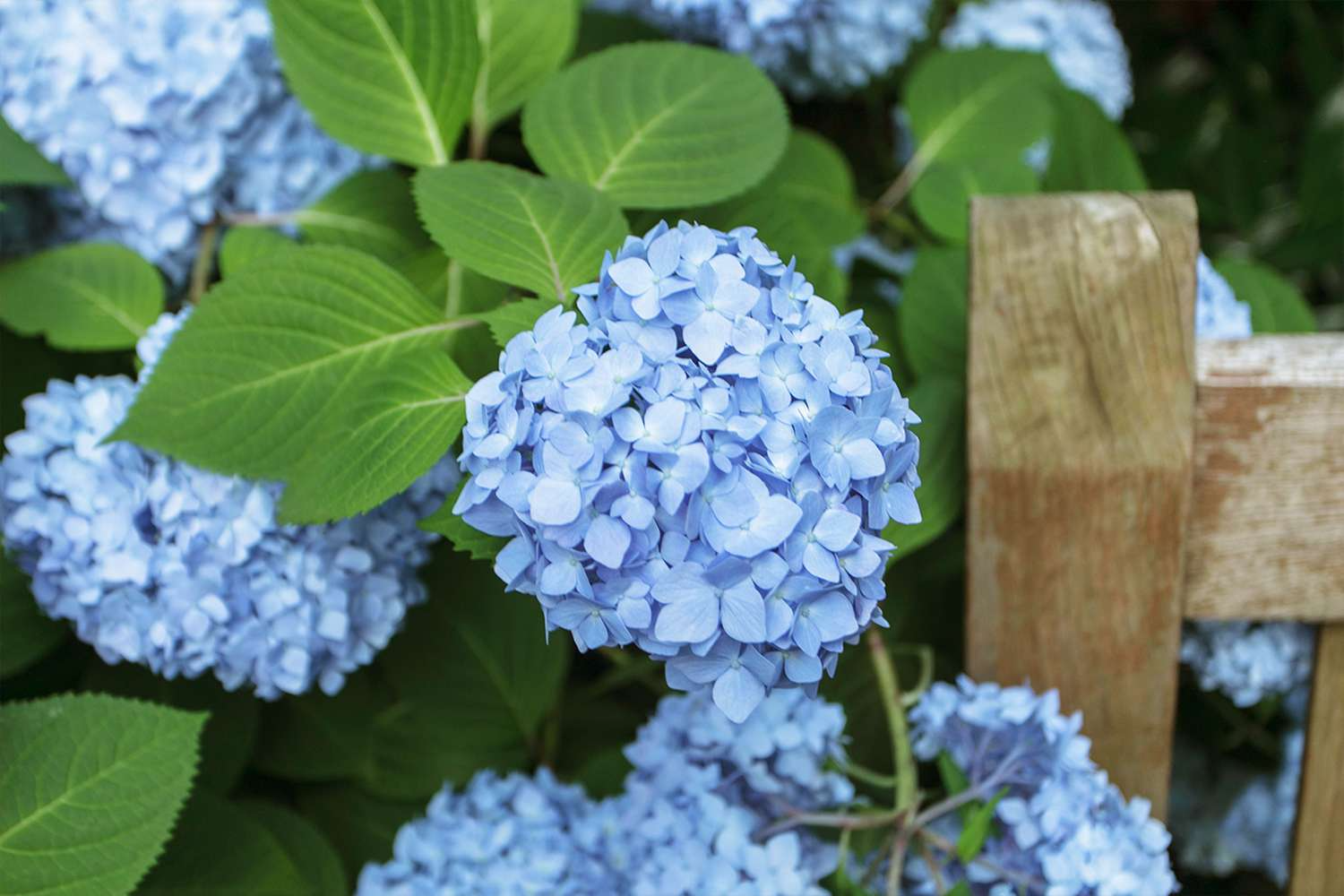 Hydrangea Cuttings - 10 Stem Unrooted Deep Blue Flowers, Hydrangea macrophylla, Garden Propagation, Zone 5-9