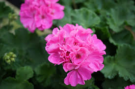 4 Bubblegum Pink Pelargonium Zonal Geranium Unrooted Cuttings – Live Plants for Containers & Hanging Baskets