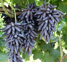 Witch Fingers Grape Cuttings - Vitis vinifera Unrooted Long Purple Grapes for Propagation and Grafting