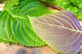 400 Seeds Perilla Herb for Planting, Korean Shiso, Aromatic Asian Culinary Herb for Sushi, Garnishes, Stir-Fries & More
