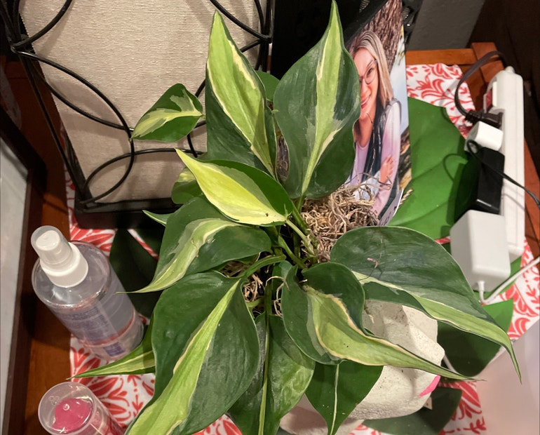 Philodendron Cream Splash Cuttings - Rooted Variegated Houseplant, Indoor Trailing Vine, Philodendron hederaceum