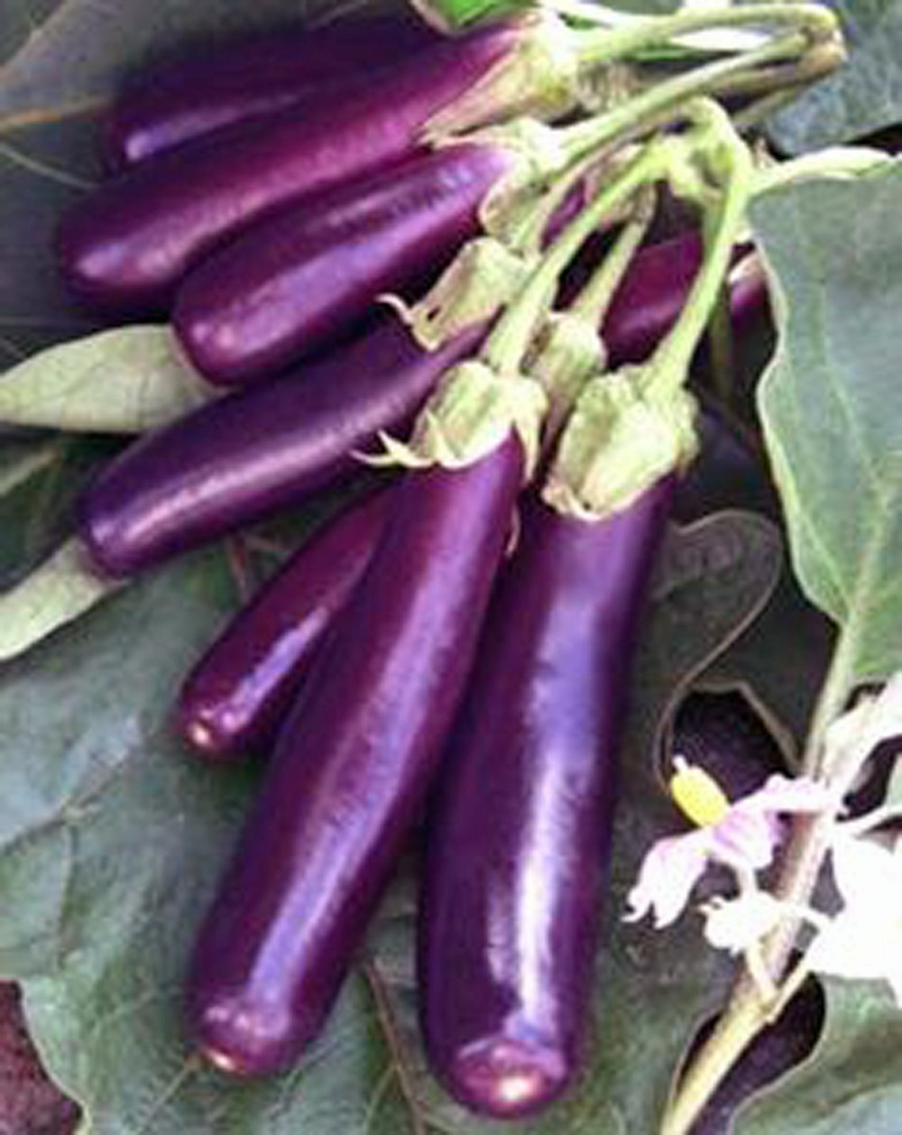 350 Seeds Long Purple Eggplant - Heirloom Non-GMO, High Yield, Easy to Grow, Container & Garden Planting Solanum melongena