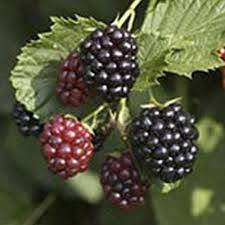 15 Triple Crown Blackberry Scion Cuttings for Grafting and Rooting – Heirloom Rubus fruticosus, 8-10"
