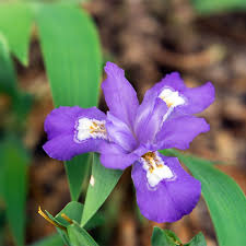10 Bare Root Crested Dwarf Iris Plants - Iris cristata, Native Perennial for Shade & Woodland Gardens