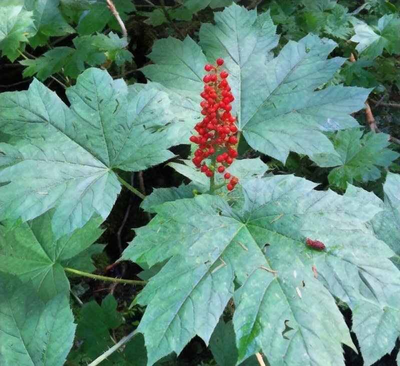 Oplopanax horridus Root Cutting - Devil's Club - Alaska Wild Harvested - Moist Soil Native Plant
