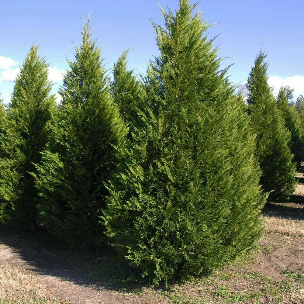 35 Fresh Leyland Cypress Unrooted Cuttings 6-8 Inches for Privacy Screen, Fast-Growing Evergreen, Cupressocyparis leylandii