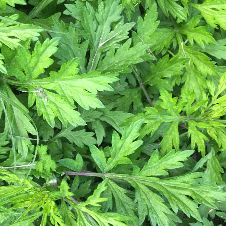 Japanese Mugwort Seeds - Artemisia princeps Yomogi Herb for Planting, Culinary & Aromatic Use, Hardy Perennial, 100 Seeds