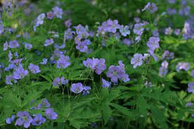 3 Bare Root Cranesbill Wild Geranium Plants - Geranium Maculatum, Native Perennial for Shade & Woodland Gardens