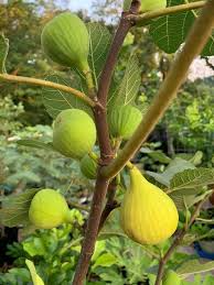 Unrooted Fig Tree Cuttings | Grise St Jean | Early Tasty Figs | 6-8 Inches | Propagation Plant for Home Garden