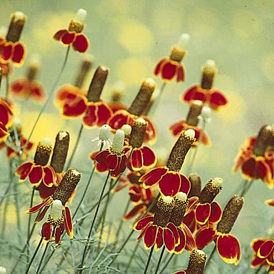 250 Seeds Mexican Hat Wildflower for Planting | Ratibida columnifera Native Pollinator-Friendly Garden Seeds