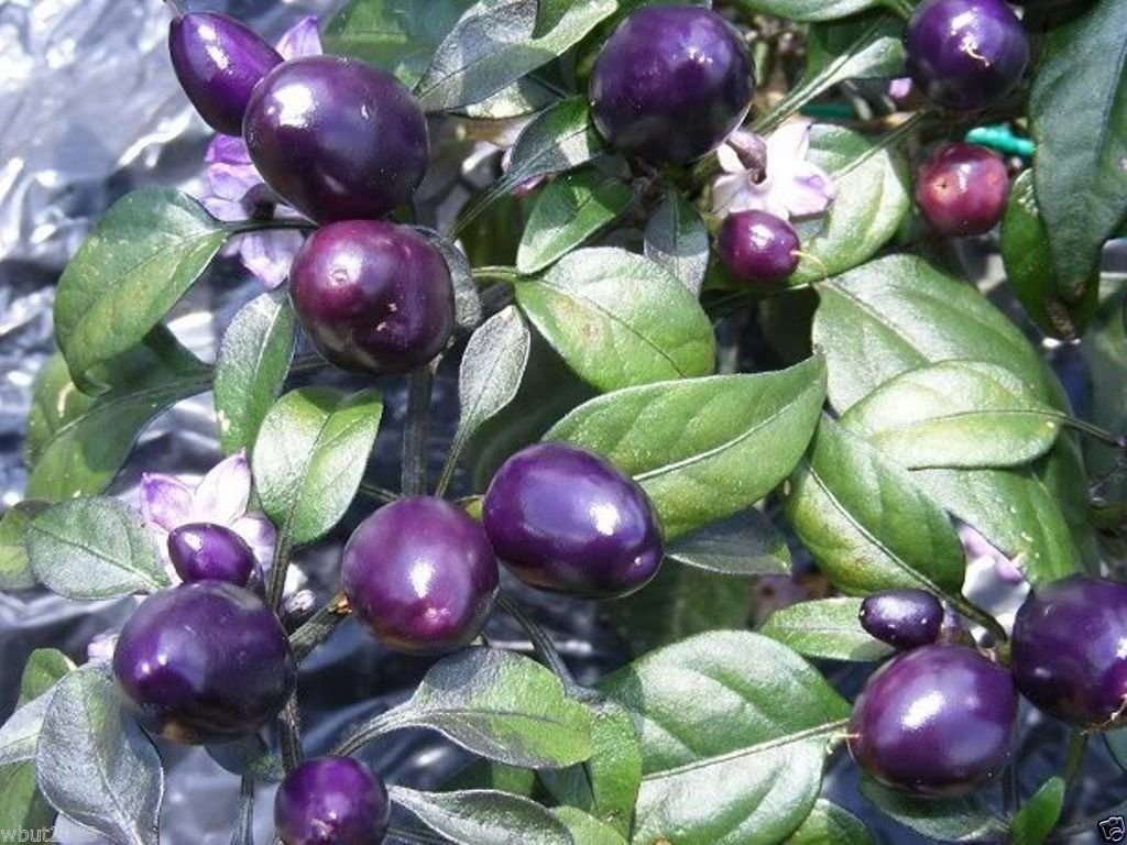 Purple Pepper Seeds – 100+ Non-GMO Capsicum annuum for Ornamental & Edible Sweet Peppers, Container & Garden Plant