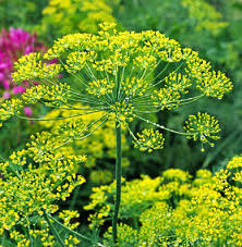 Dill Bouquet Seeds 700 Pack – Anethum graveolens Organic Herb for Cooking & Pickling, Easy to Grow