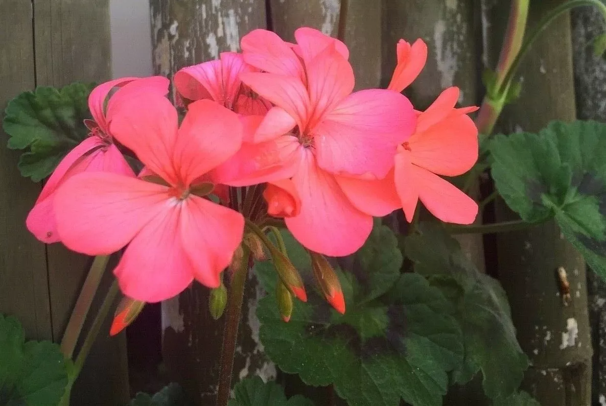 Pelargonium Zonal Geranium Cuttings – 4 Orange-Pink Flower Stems, 6" Unrooted, USDA Zones 9-11, Full Sun, Drought Tolerant