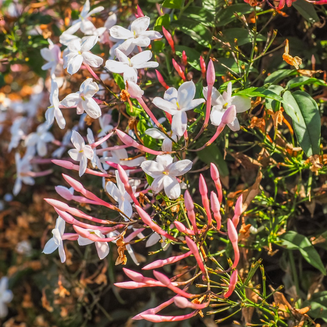 Pink Jasmine Cuttings - Unrooted Stem Clippings of Jasminum polyanthum, Fragrant Evergreen Climbing Vine for Indoor & Outdoor Zones 8-11