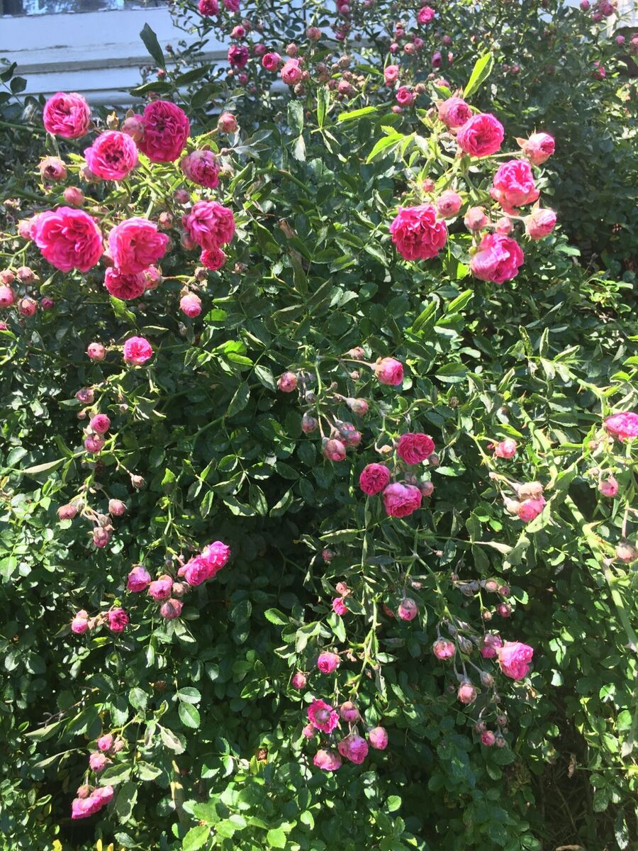 Unrooted Climbing Rose Cuttings | Southern Heirloom Pink Blooms | Fast-Growing Flowering Vine for Fences & Trellises