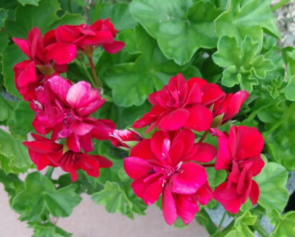 Rose Red Citronella Ivy Geranium Cuttings - Fragrant Blooms, Drought Tolerant, Trailing Pelargonium peltatum, Container & Hanging Basket Plant