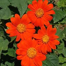 75 Mexican Sunflower Seeds | Tithonia rotundifolia | Non-GMO Orange Blooms for Butterflies & Hummingbirds | Easy Annual Pollinator Plant