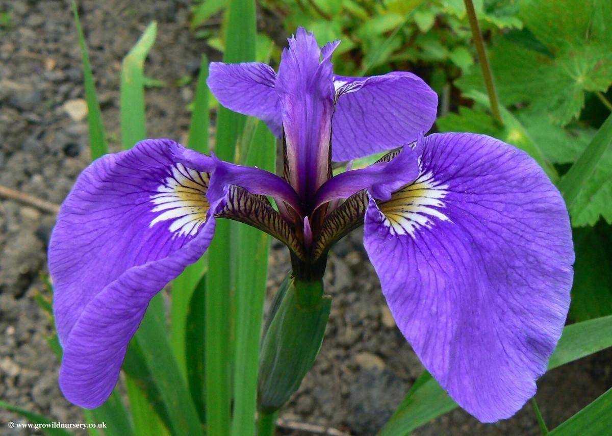 Iris setosa Seeds - 100 Count Wild Alaska Native Perennial Flower Purple-Blue Zone 3-9