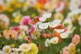500 Iceland Poppy Seeds | Papaver nudicaule Wildflower Seeds in Pastel Colors | Non-GMO, Cold-Hardy, Spring Blooming Plant