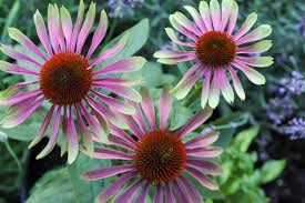 Green Twister Purple Coneflower Seeds – Echinacea purpurea, Bi-colored Purple & Green Flowers, Pollinator-Friendly, Perennial Garden Seeds