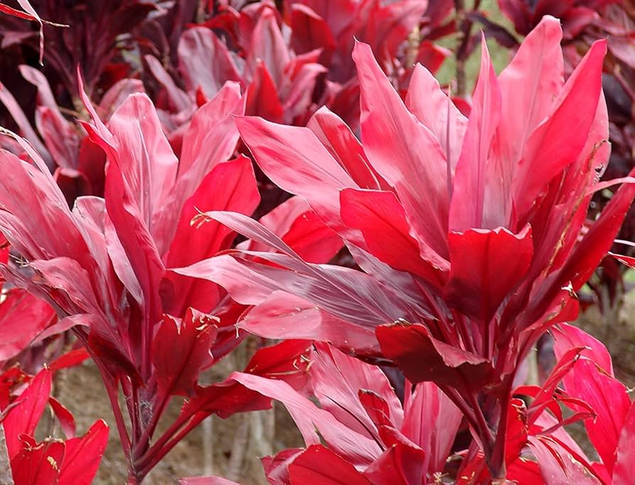 Red Ti Leaf Cuttings - 3 Fresh 6-Inch Logs, Hawaiian Grown Cordyline fruticosa, Tropical Foliage Plants for Garden & Privacy
