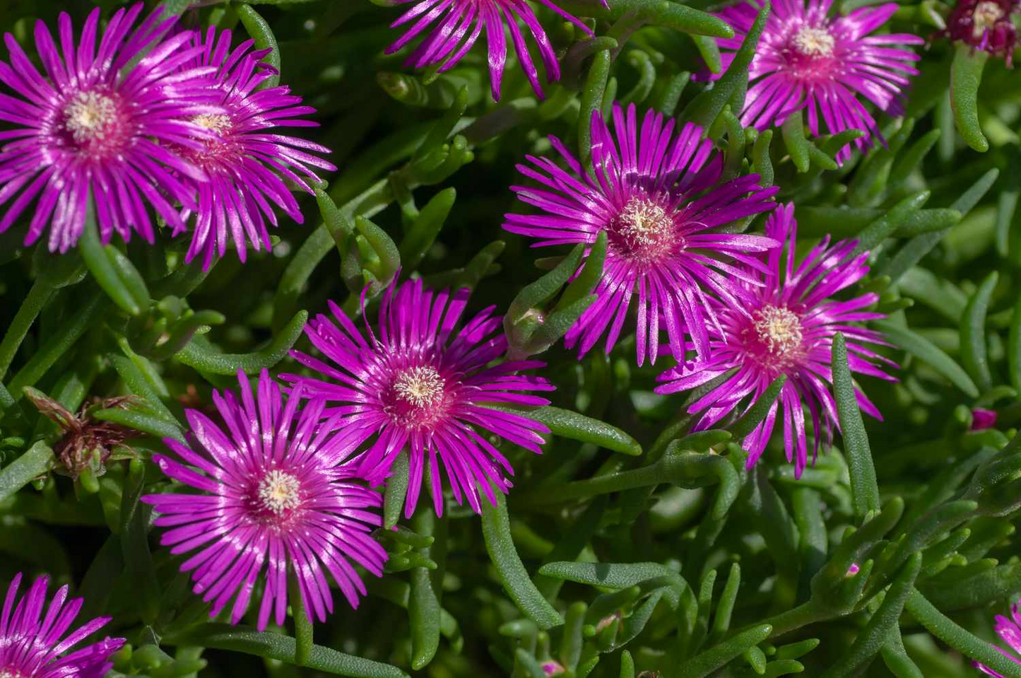 Creeping Ice Plant Cuttings 4-7" Purple Pink Ground Cover Succulent Rare Delosperma Easy to Grow