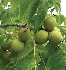 Black Walnut Seeds Pack of 5 | Juglans Nigra | Nut Tree Seeds for Landscaping, Wildlife & Edible Walnuts