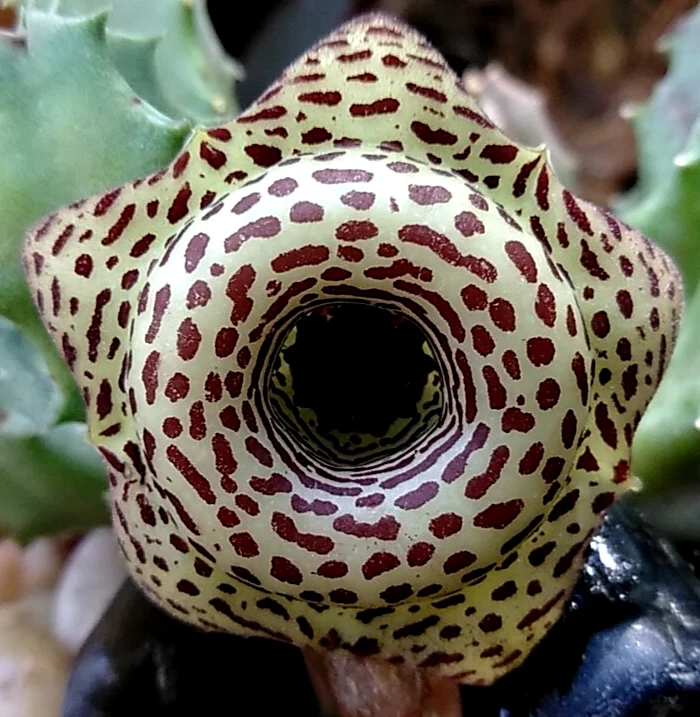 Huernia Hybrid G5 Cuttings - Rare Succulent with Maroon/Yellow Starfish Flowers - Drought Tolerant, Indoor or Zone 10 Plant