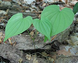 Set of 3 Wild Yam Bare Root Plants - Dioscorea Perennial Organic Climbing Vine for Gardens & Landscaping