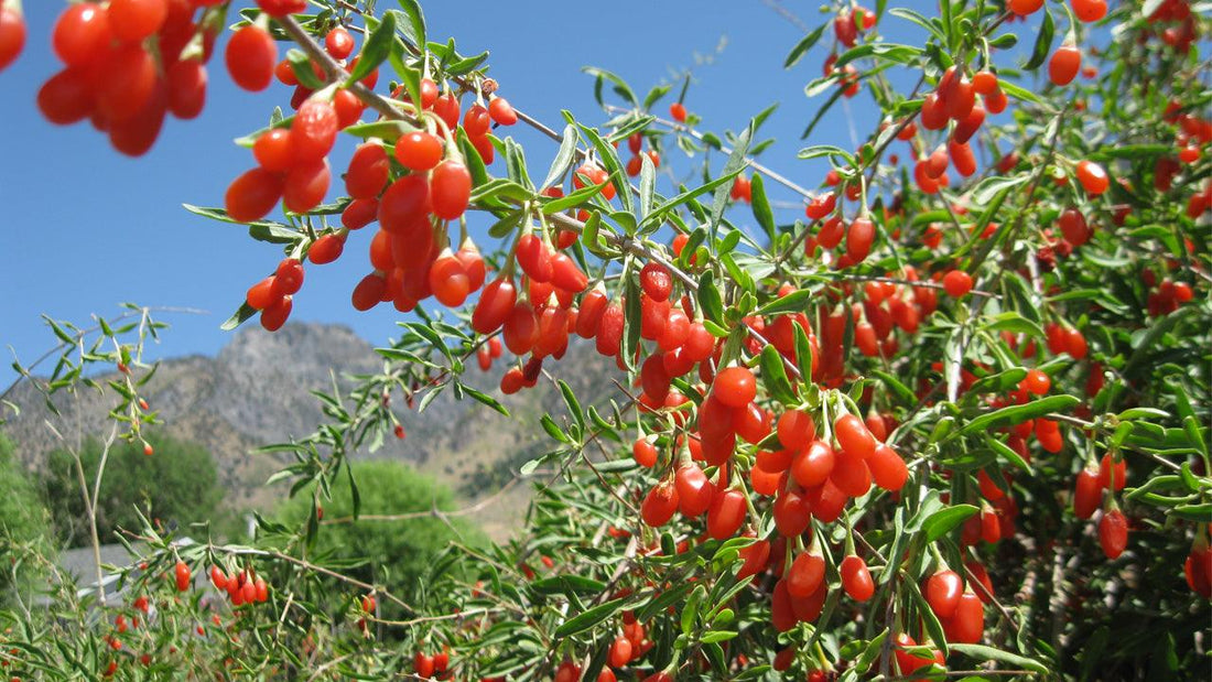 Goji Berry Plants 3 Bare Root & Cuttings Lycium barbarum Edible Fruit Shrubs Zone 5-9