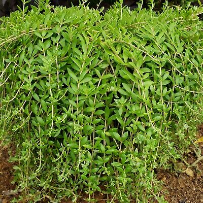 Gold Moss Sedum Cuttings - 20 Live Unrooted Sedum sarmentosum Perennial Ground Cover for Zones 5-10
