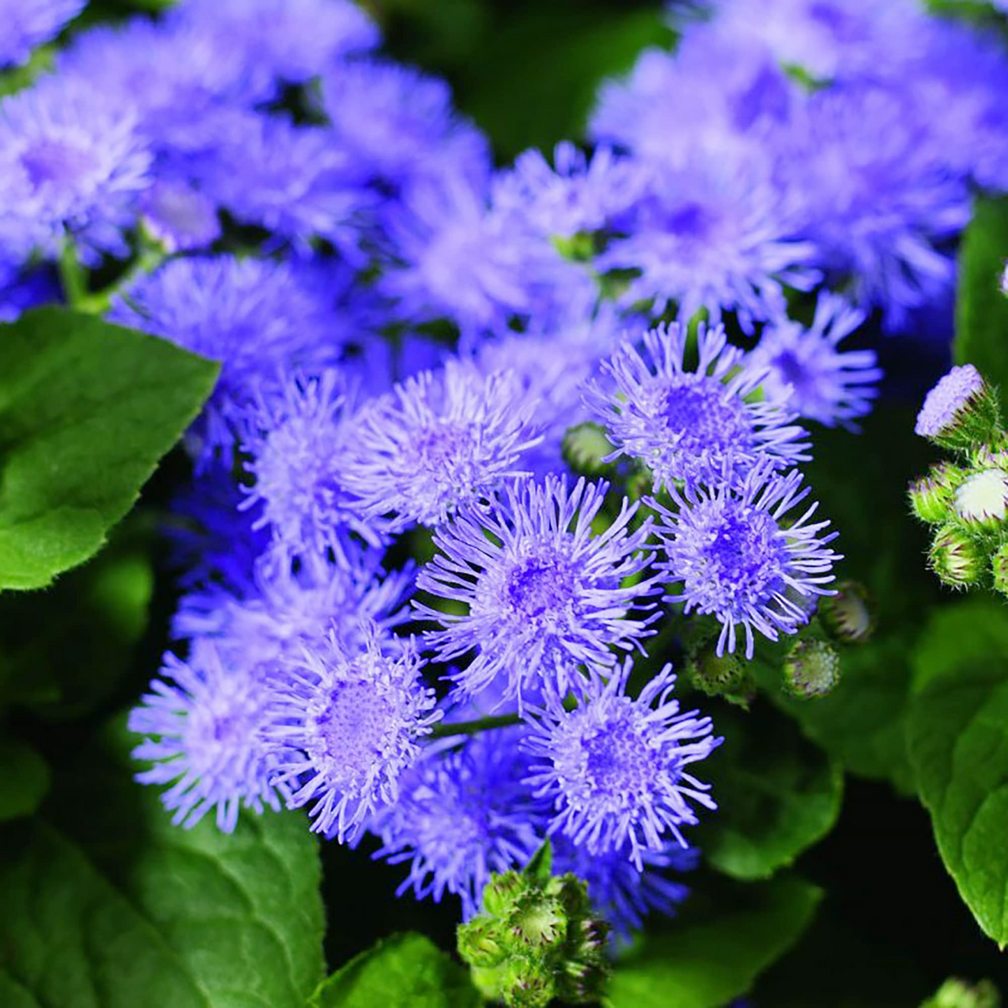 Blue Planet Flossflower Seeds | Ageratum houstonianum | Non-GMO Annual for Borders, Beds & Containers | Soft Blue Blooms