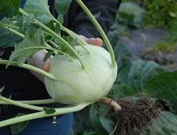 100+ Giant Kohlrabi Seeds | Brassica oleracea Bulbing Cabbage | Heirloom Cool Season Vegetable for Garden, Container, Raised Bed