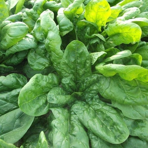 Spinach Viroflay Seeds 1g Heirloom Non-GMO Fast-Growing Vegetable for Salads & Cooking Spinacia oleracea